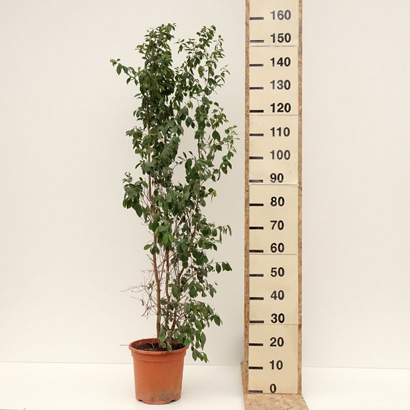 Exemplar von Eugenia myrtifolia New Port - Myrte d'Australie Pot de 4L/5L wie im Winter geliefert