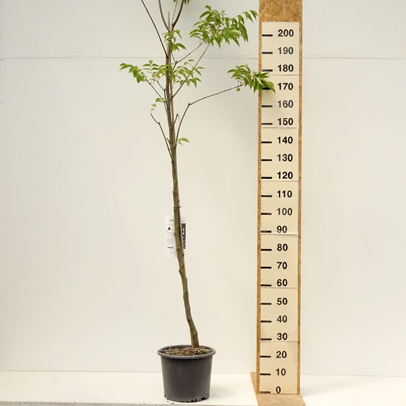 Example of Tetradium daniellii - Bienenbaum Topf mit 12L/15L as you get in printemps
