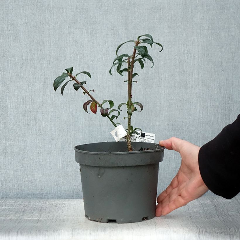 Exemplar von Euonymus alatus - Pfaffenhütchen Topf mit 2L/3L wie im Herbst geliefert