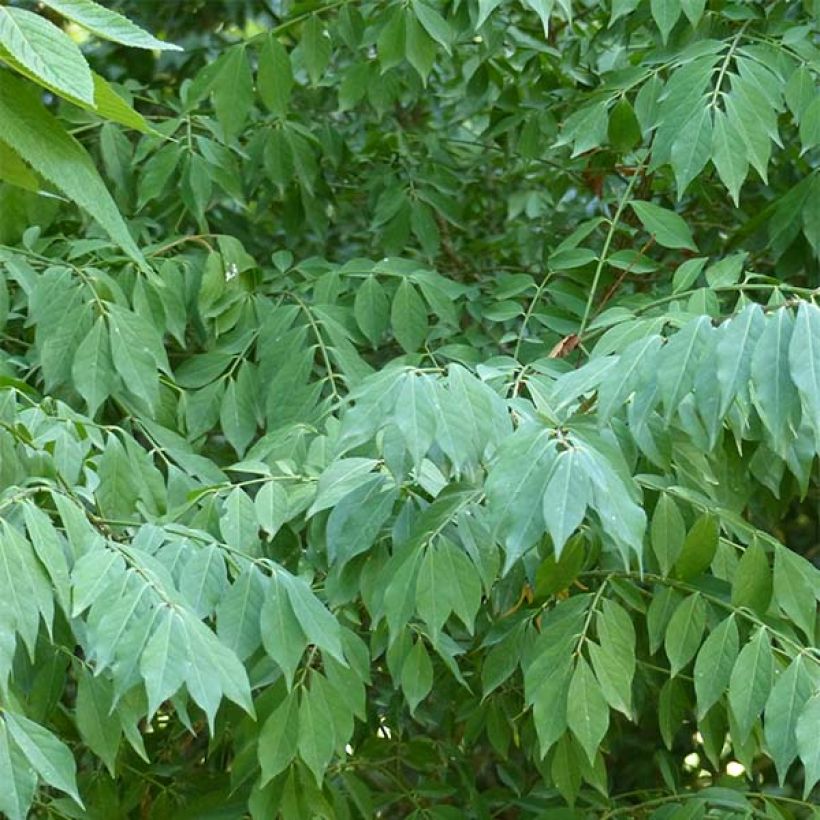 Euonymus alatus - Pfaffenhütchen (Foliage)