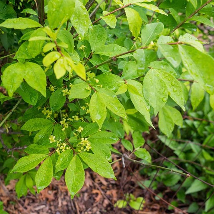 Euonymus alatus Compactus - Pfaffenhütchen (Foliage)