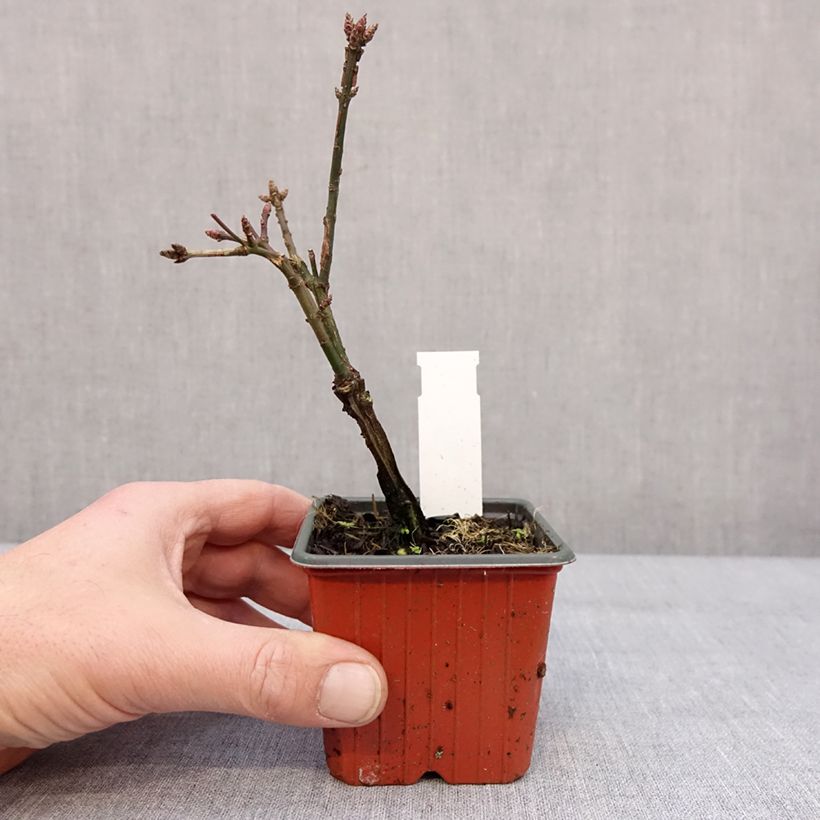 Exemplar von Euonymus alatus - Pfaffenhütchen Kleine Töpfe von 8/9 cm wie im Winter geliefert