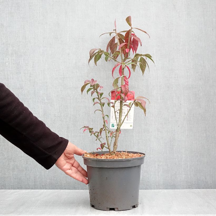 Exemplar von Euonymus alatus Fire Ball - Pfaffenhütchen Topf mit 4L/5L wie im Herbst geliefert