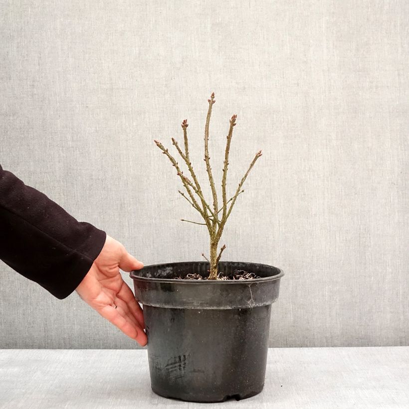 Exemplar von Euonymus alatus Fire Ball - Pfaffenhütchen Topf mit 4L/5L wie im Winter geliefert