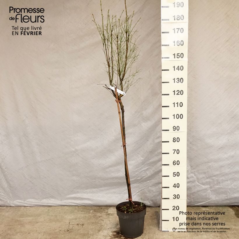 Exemplar von Euonymus clivicolus var. rongchuensis - Pfaffenhütchen Topf mit 7,5L/10L, Stamm wie im Winter geliefert