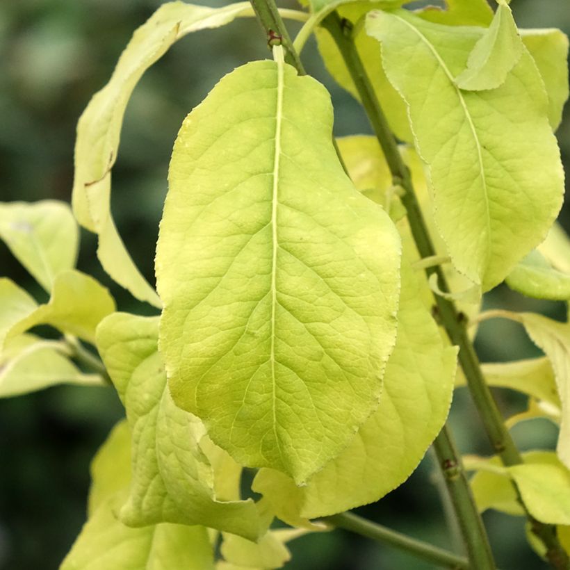 Pfaffenhütchen Albus - Euonymus europaeus (Laub)