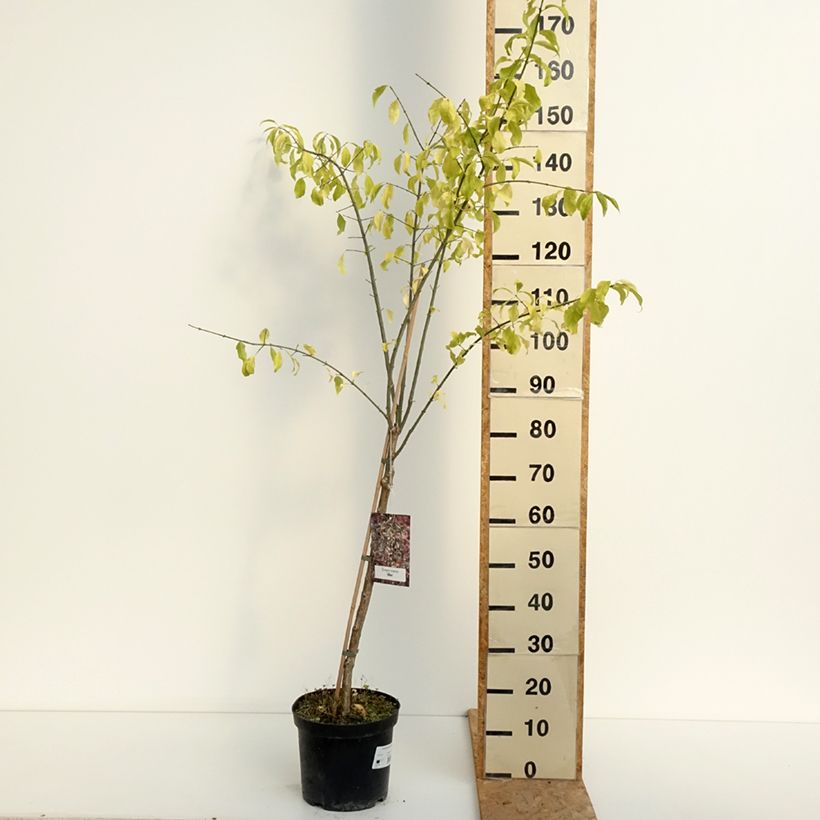 Exemplar von Pfaffenhütchen Albus - Euonymus europaeus Topf mit 7,5L/10L wie im Sommer geliefert