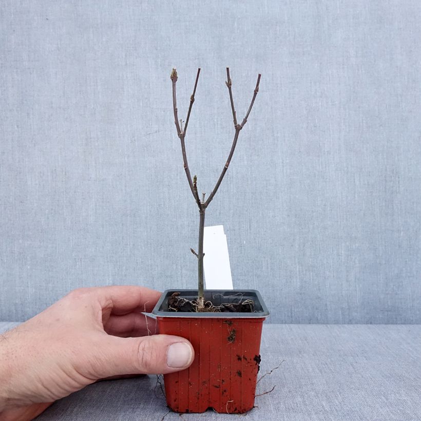 Exemplar von Euonymus europaeus Red Cascade - Fusain d'Europe Godet de 8/9 cm wie im Winter geliefert