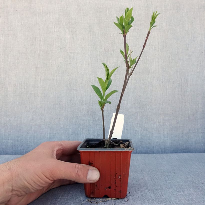 Exemplar von Pfaffenhütchen Red Cascade - Euonymus europaeus Kleine Töpfe von 8/9 cm wie im Frühjahr geliefert