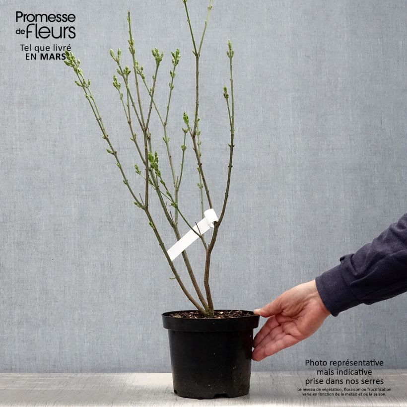 Exemplar von Pfaffenhütchen Red Cascade - Euonymus europaeus Topf mit 2L/3L wie im Frühjahr geliefert