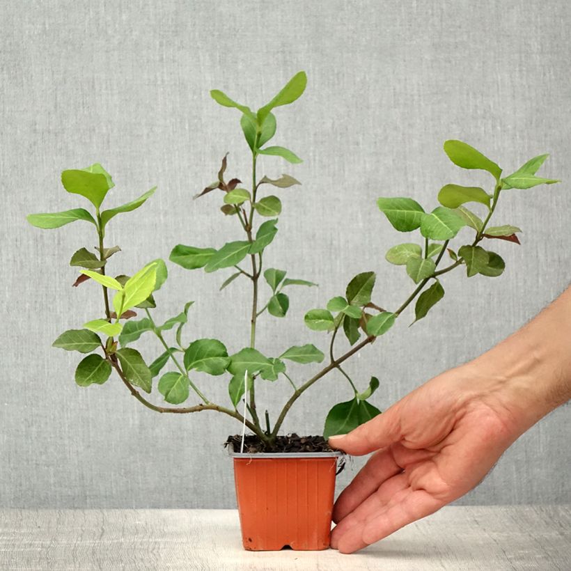 Example of Spindelstrauch Dart's Blanket - Euonymus fortunei Kleine Töpfe von 8/9 cm as you get in printemps