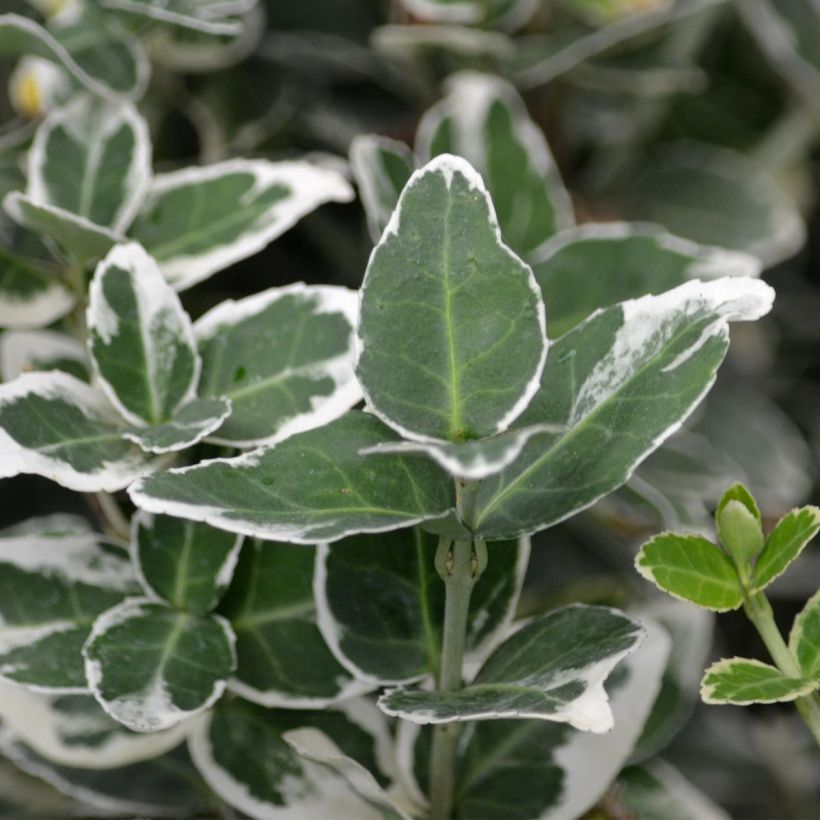Spindelstrauch Emerald Gaiety - Euonymus fortunei (Foliage)