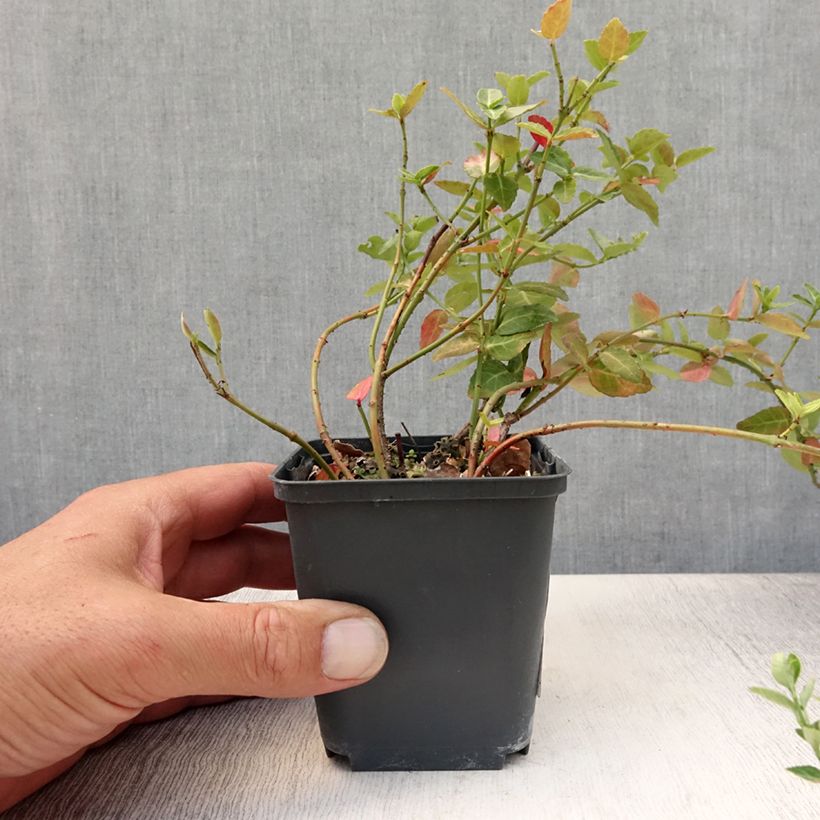 Exemplar von Spindelstrauch Radicans - Euonymus fortunei Kleine Töpfe von 8/9 cm wie im Sommer geliefert