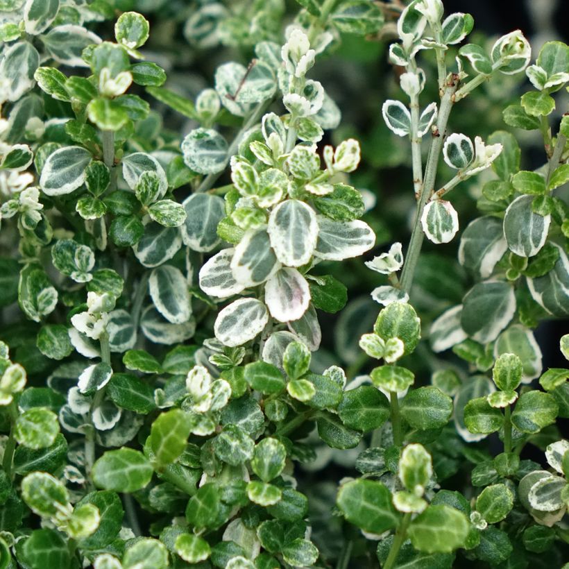 Spindelstrauch Silver Carpet - Euonymus fortunei (Laub)
