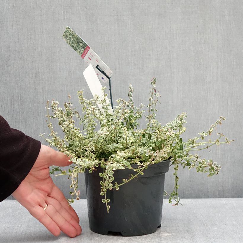 Example of Spindelstrauch Silver Carpet - Euonymus fortunei Topf mit 2L/3L as you get in hiver