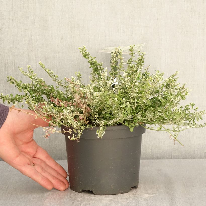 Exemplar von Spindelstrauch Silver Carpet - Euonymus fortunei Topf mit 2L/3L wie im Frühjahr geliefert