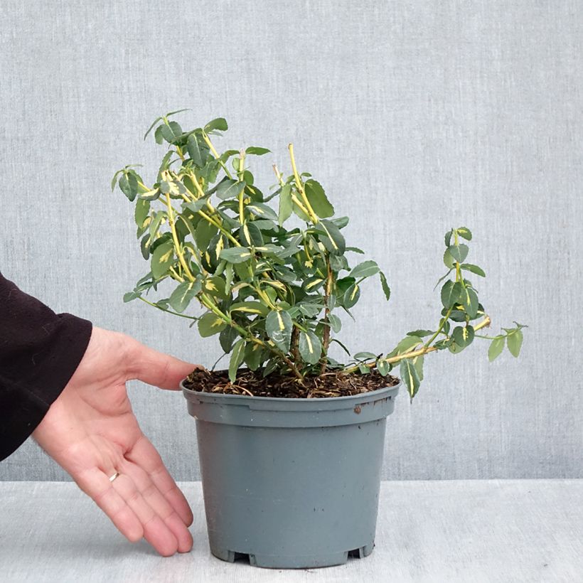 Exemplar von Spindelstrauch Sunspot - Euonymus fortunei Topf mit 2L/3L wie im Herbst geliefert