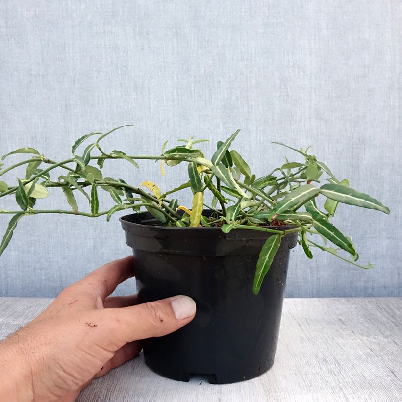 Exemplar von Spindelstrauch Wolong Ghost - Euonymus fortunei var. radicans Topf mit 2L/3L wie im Sommer geliefert
