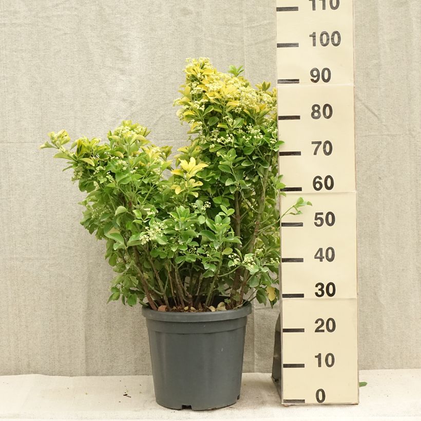 Exemplar von Japanischer Spindelstrauch Aureus - Euonymus japonicus Topf mit 7,5L/10L wie im Sommer geliefert