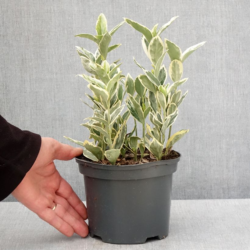 Example of Japanischer Spindelstrauch Bravo - Euonymus japonicus Topf mit 2L/3L as you get in printemps