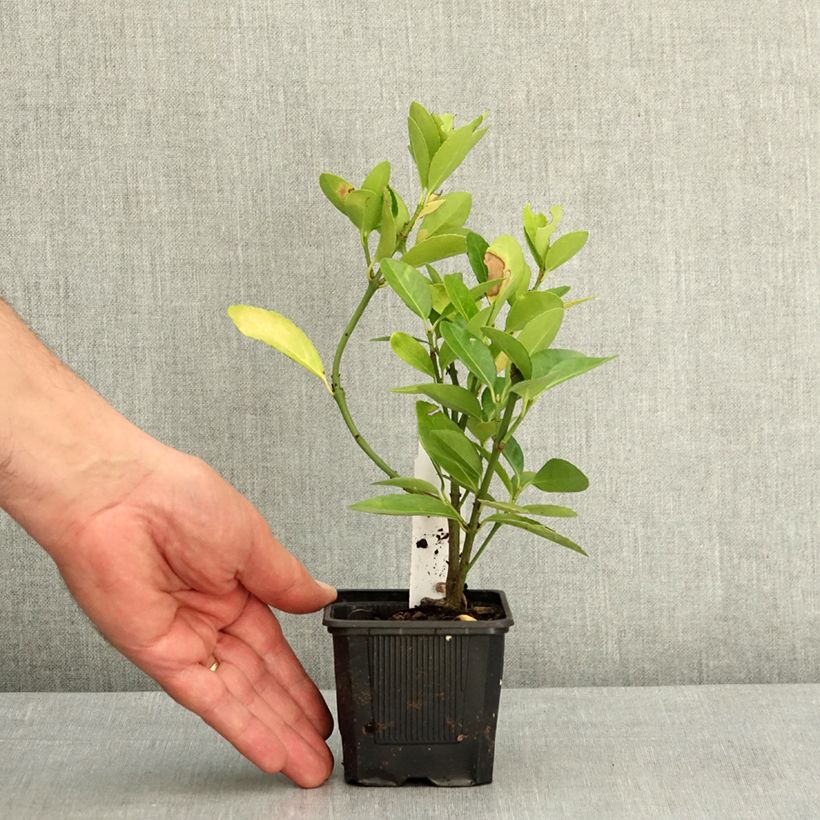 Exemplar von Japanischer Spindelstrauch - Euonymus japonicus Kleine Töpfe von 8/9 cm wie im Frühjahr geliefert