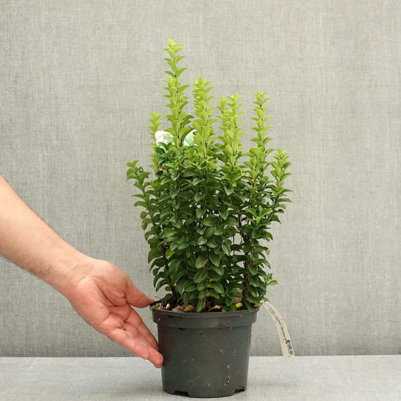 Exemplar von Japanischer Spindelstrauch Green Rocket - Euonymus japonicus Topf mit 2L/3L wie im Frühjahr geliefert