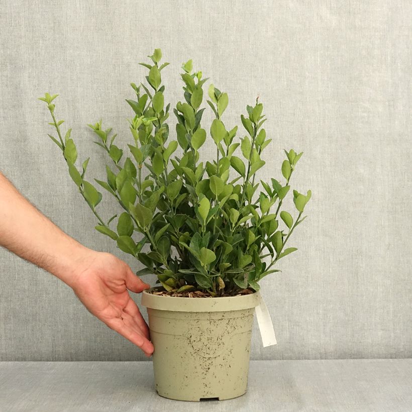 Exemplar von Japanischer Spindelstrauch Himalaya - Euonymus japonicus Topf mit 3L/4L wie im Sommer geliefert