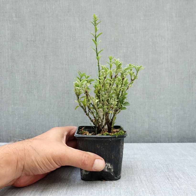 Exemplar von Japanischer Spindelstrauch Microphyllus Albovariegatus - Euonymus japonicus Kleine Töpfe von 8/9 cm wie im Sommer geliefert