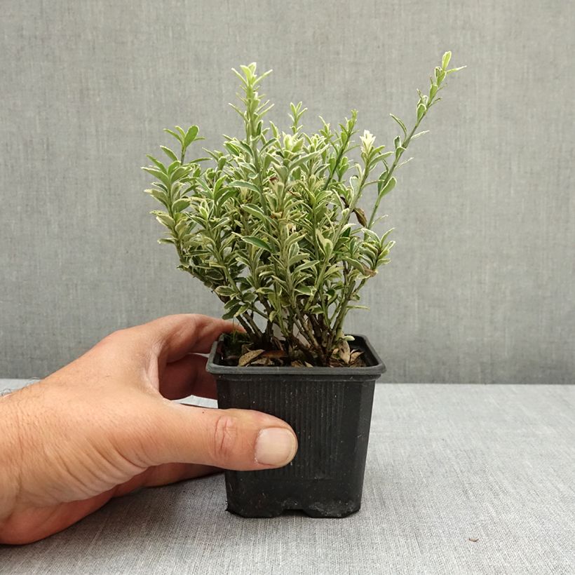 Exemplar von Japanischer Spindelstrauch Microphyllus Albovariegatus - Euonymus japonicus Kleine Töpfe von 8/9 cm wie im Frühjahr geliefert