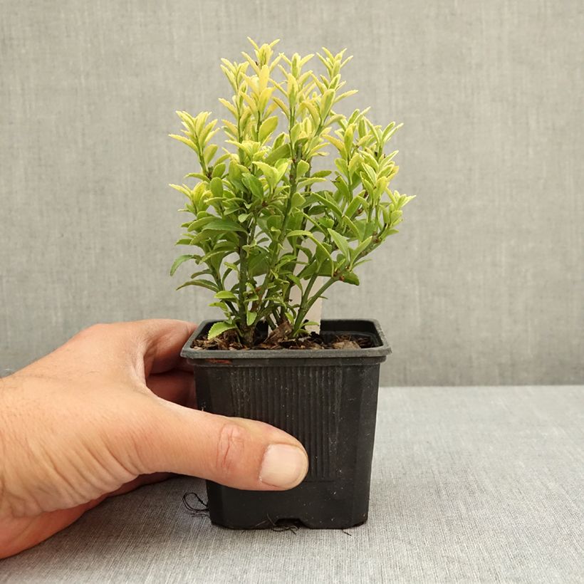 Exemplar von Japanischer Spindelstrauch Microphyllus Aureovariegatus - Euonymus japonicus Kleine Töpfe von 8/9 cm wie im Frühjahr geliefert