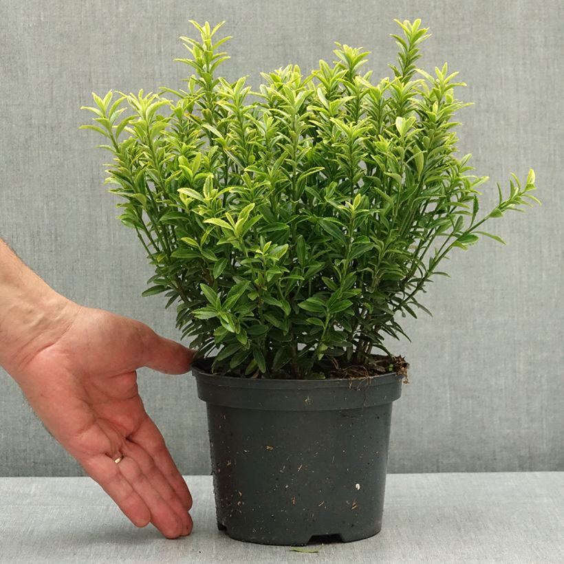 Exemplar von Japanischer Spindelstrauch Microphyllus Aureovariegatus - Euonymus japonicus Topf mit 2L/3L wie im Frühjahr geliefert