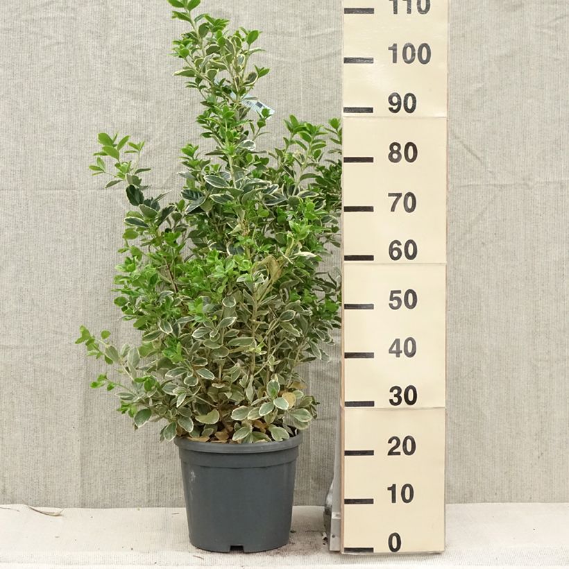 Example of Japanischer Spindelstrauch Président Gauthier - Euonymus japonicus Topf mit 7,5L/10L as you get in printemps