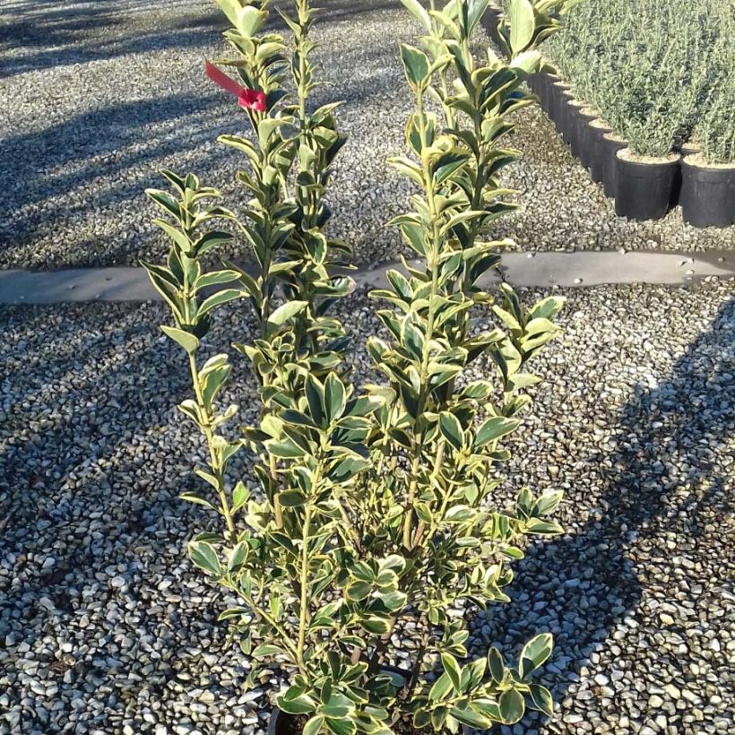 Japanischer Spindelstrauch Silver King - Euonymus japonicus (Foliage)