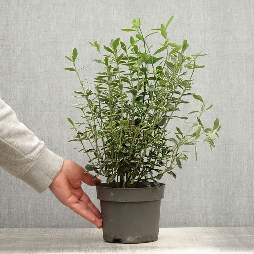 Exemplar von Japanischer Spindelstrauch Suzanne - Euonymus japonicus Topf mit 2L/3L wie im Sommer geliefert