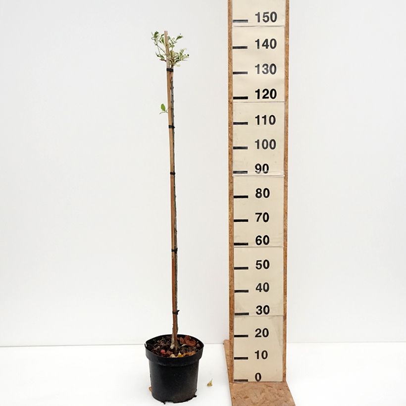 Exemplar von Euonymus phellomanus Silver Surprise - Pfaffenhütchen Topf mit 4L/5L, Stamm wie im Herbst geliefert
