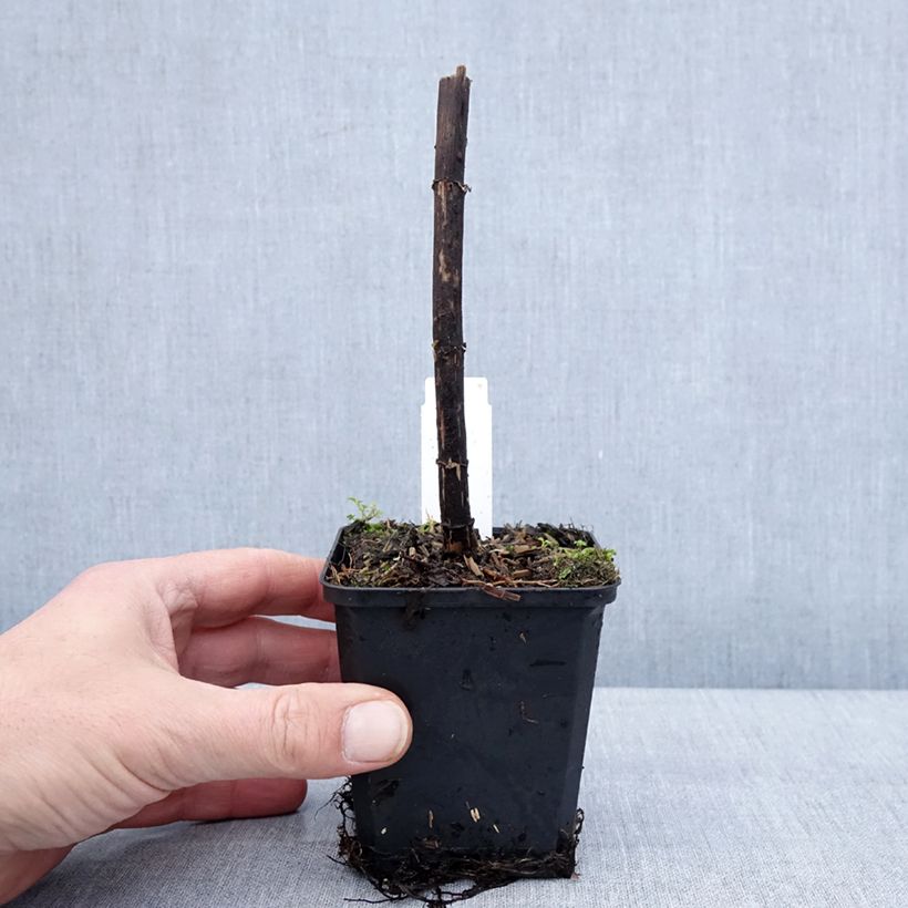 Exemplar von Eupatorium Bartered Bride - Eupatoire Godet de 8/9 cm wie im Winter geliefert