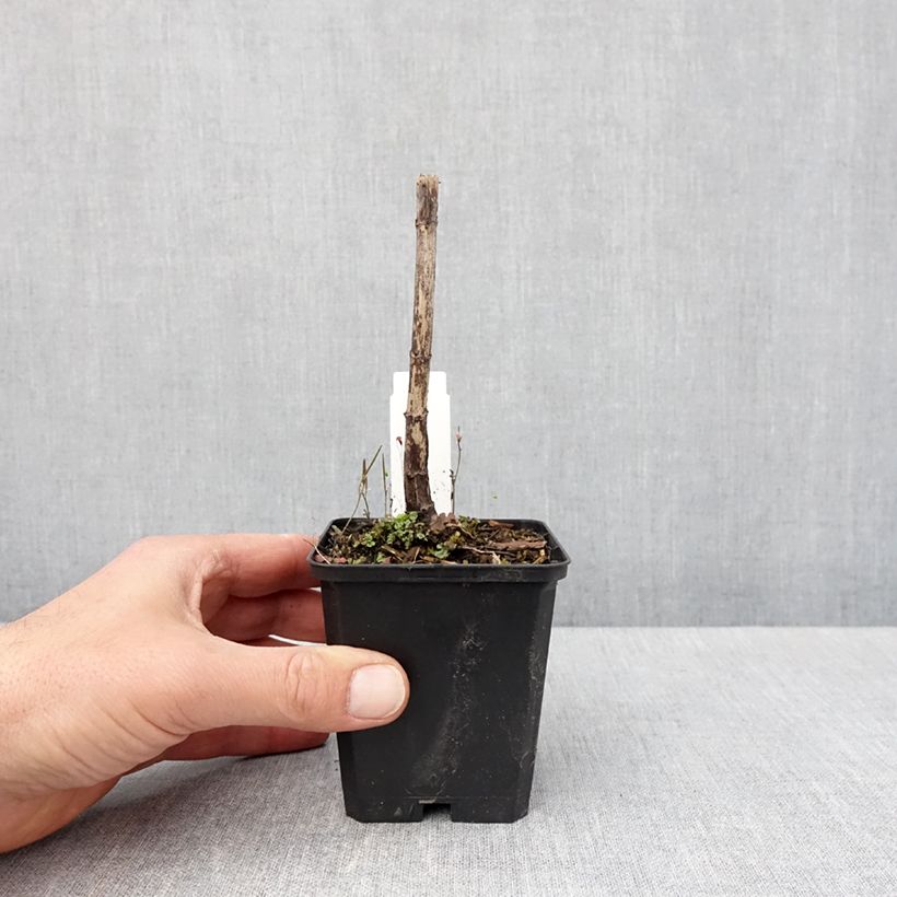 Exemplar von Wasserdost Bartered Bride - Eupatorium fistulosum var. albidum Kleine Töpfe von 8/9 cm wie im Frühjahr geliefert
