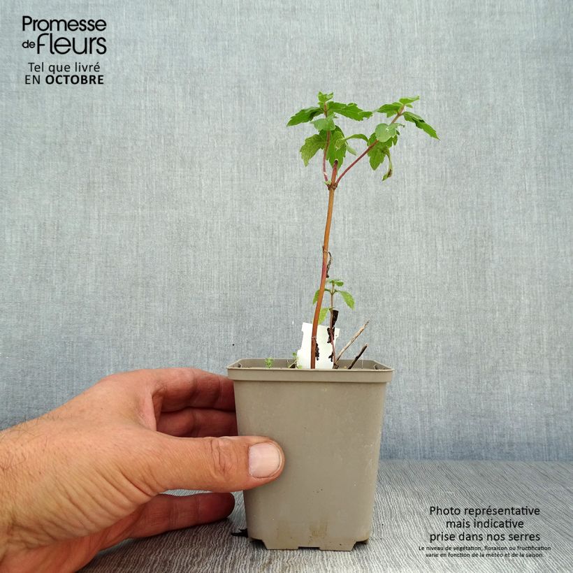 Exemplar von Gewöhnliche Wasserdost Plenum - Eupatorium canabinum Kleine Töpfe von 8/9 cm wie im Herbst geliefert