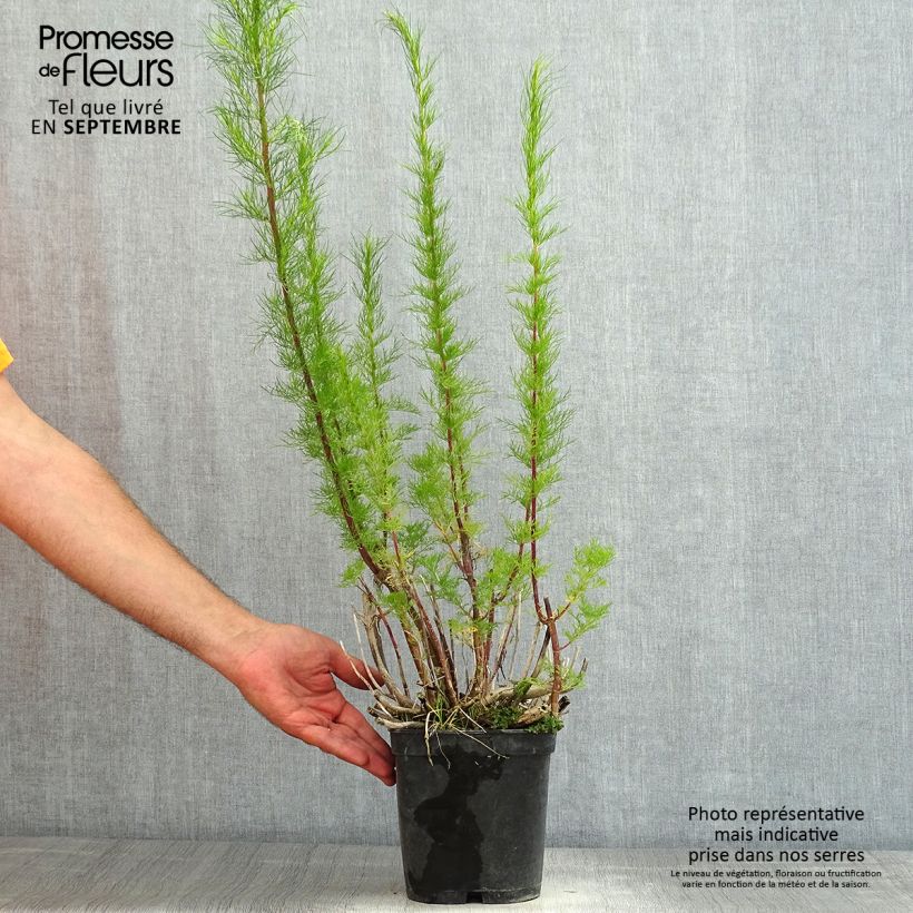 Exemplar von Garten-Dost Elegant Plume - Eupatorium capillifolium Topf mit 2L/3L wie im Sommer geliefert