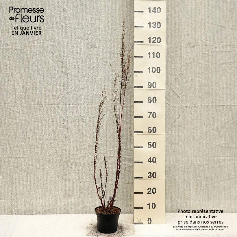 Exemplar von Eupatorium Elegant Plume - Eupatoire Pot de 2L/3L wie im Winter geliefert