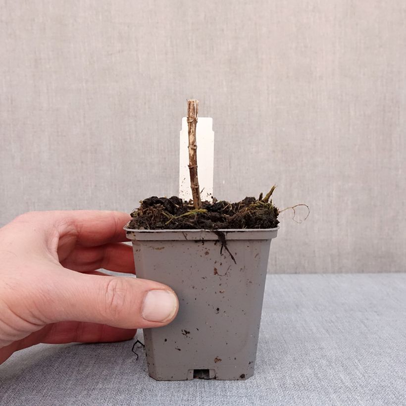 Exemplar von Eupatorium hybride Baby Joe - Eupatoire Godet de 8/9 cm wie im Winter geliefert