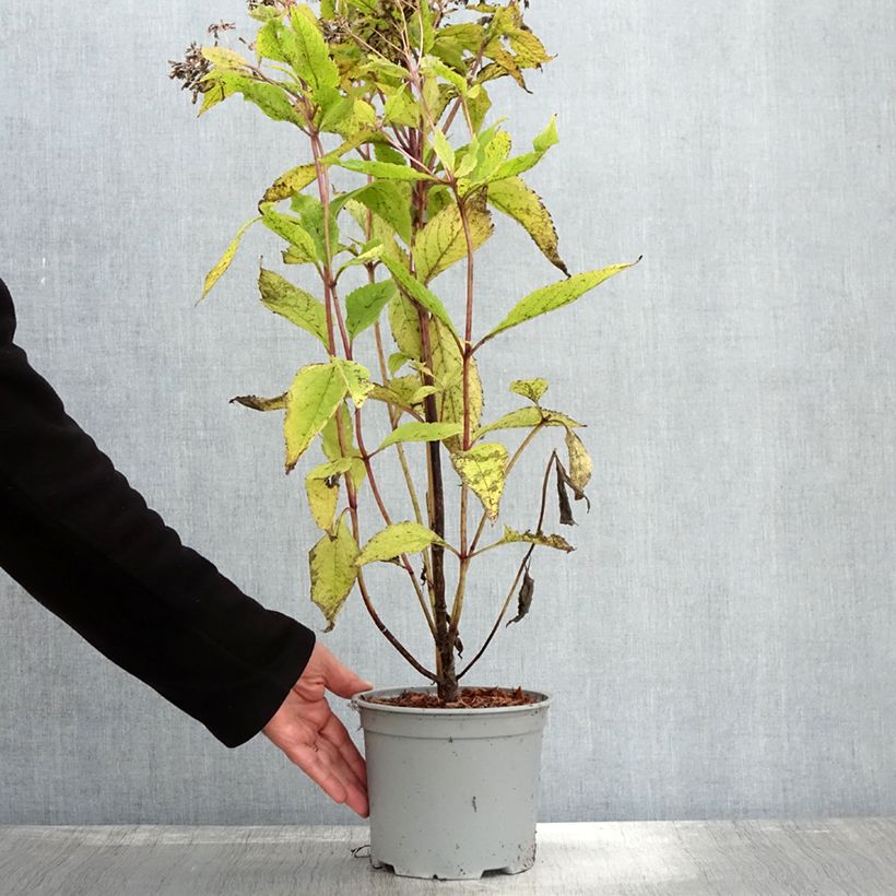 Exemplar von Eupatorium hybride Baby Joe - Eupatoire Pot de 2L/3L wie im Herbst geliefert