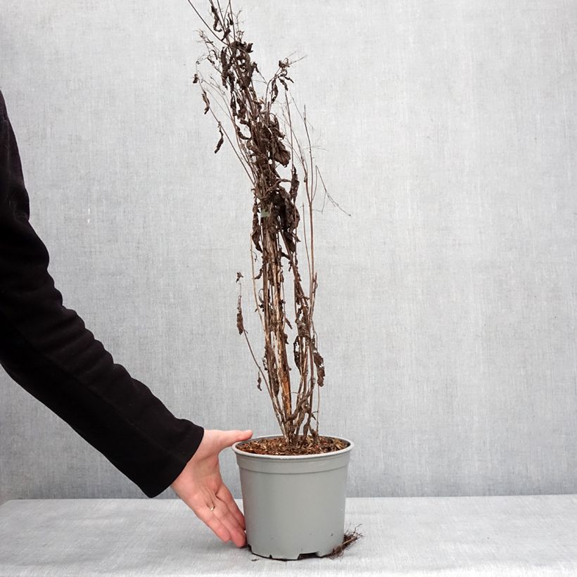 Exemplar von Eupatorium maculatum Phantom - Eupatoire Pot de 2L/3L wie im Winter geliefert