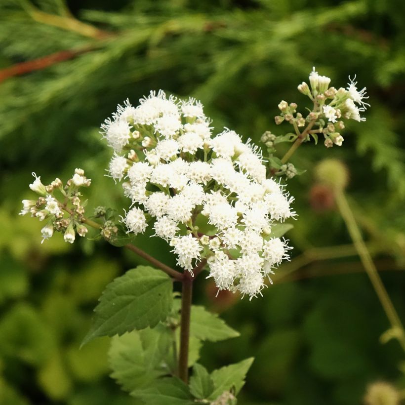 Weißer Wasserdost Braunlaub - Eupatorium rugosum (Blüte)