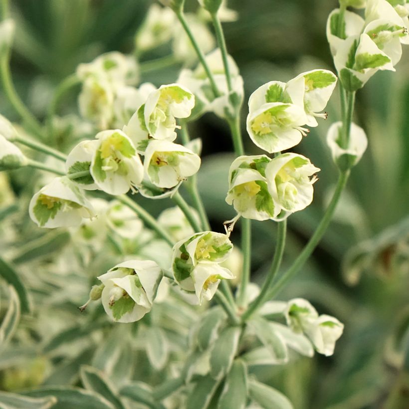 Euphorbia characias Glacier Blue - Palisaden-Wolfsmilch (Blüte)