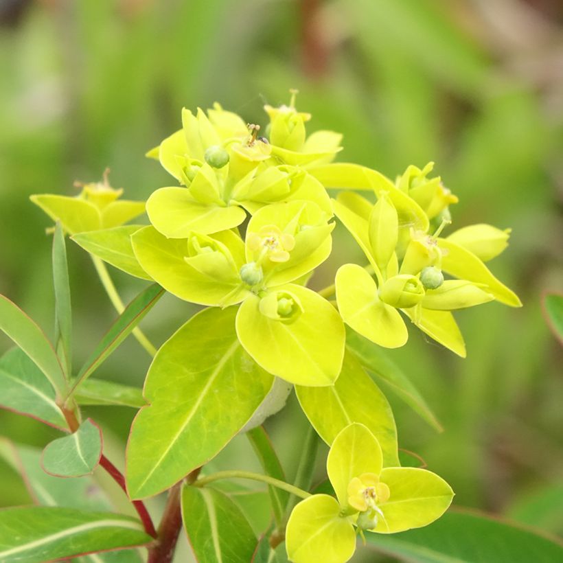 Euphorbia cornigera - Horn-Wolfsmilch (Blüte)
