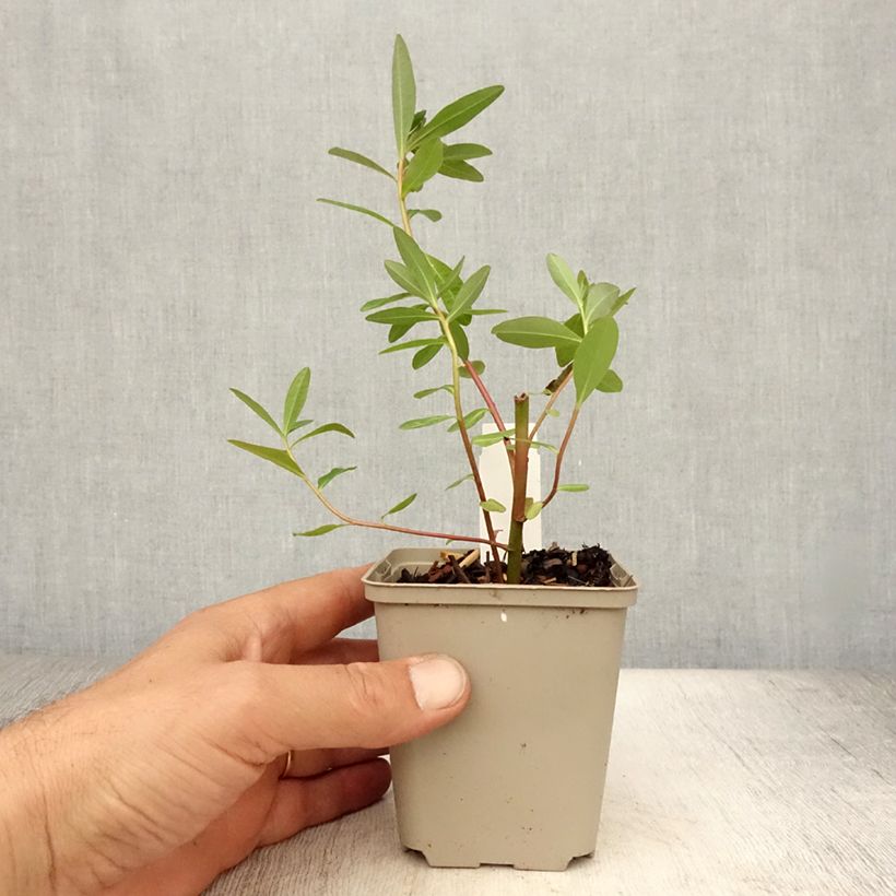 Exemplar von Euphorbia palustris Walenburg's Glory - Sumpf-Wolfsmilch Kleine Töpfe von 8/9 cm wie im Sommer geliefert