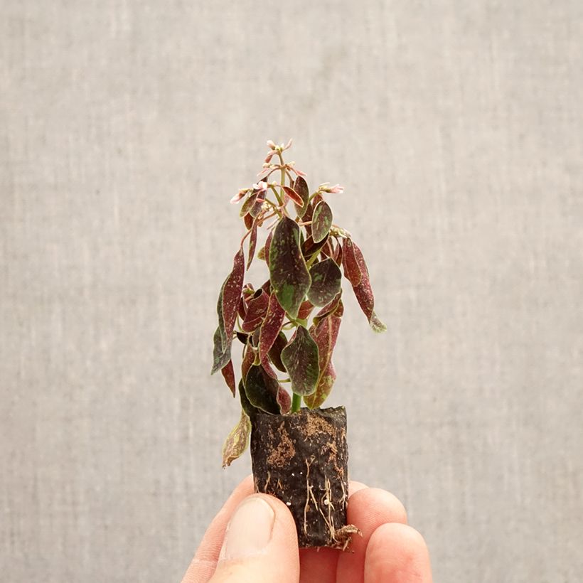 Exemplar von Euphorbe hypericifolia Shades in Pink - Wolfsmilch Mini-Plug Ø 3/4 cm wie im Frühjahr geliefert