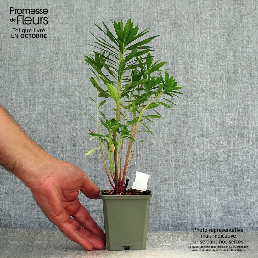 Exemplar von Euphorbia martinii - Busch-Wolfsmilch Kleine Töpfe von 8/9 cm wie im Herbst geliefert