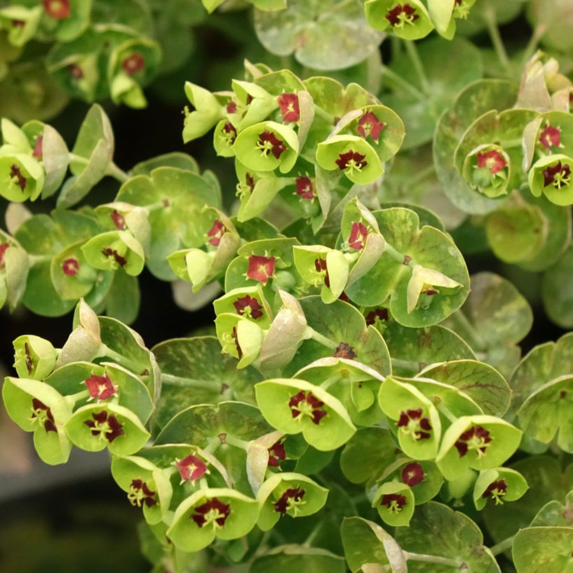 Euphorbia martinii - Busch-Wolfsmilch (Blüte)